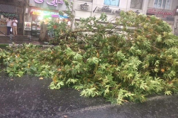 سقوط وحشتناک دو درخت چنار در فومن