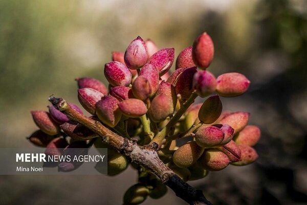 پیش بینی برداشت ۱۸ هزار تُن پسته از باغ‌های فارس