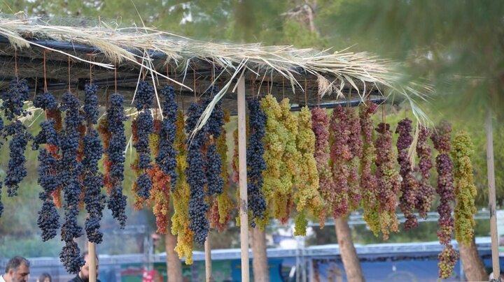 هفتمین جشنواره انگور حسن رباط برگزار می‌شود