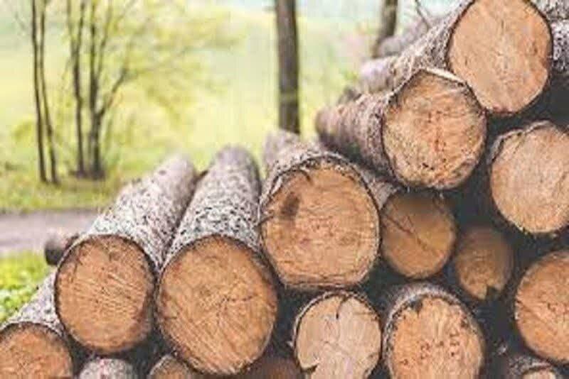 ۱۵ تن چوب بلوط قاچاق در نجف‌آباد کشف شد