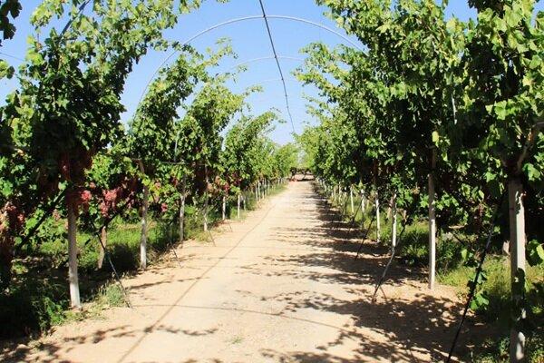 اجرای طرح اصلاح و احیای باغات انگور در چهارمحال و بختیاری