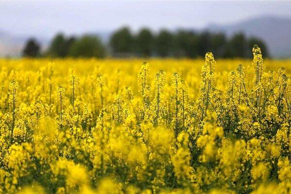 پرداخت کامل بهای خرید تضمینی ۵۸ هزار تن کلزای کشاورزان گلستانی