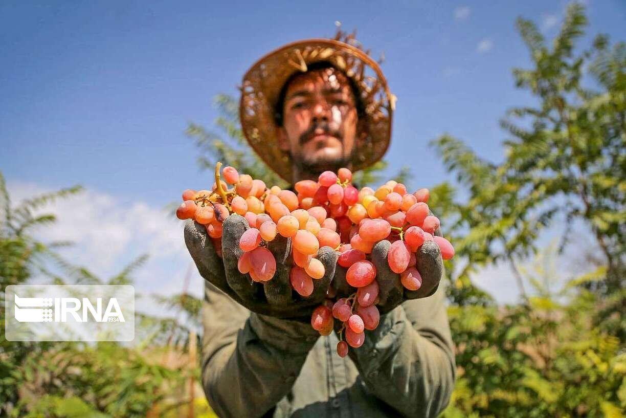 ارزش اقتصادی انگور خراسان شمالی ۲۵ هزار میلیارد ریال برآورد شد