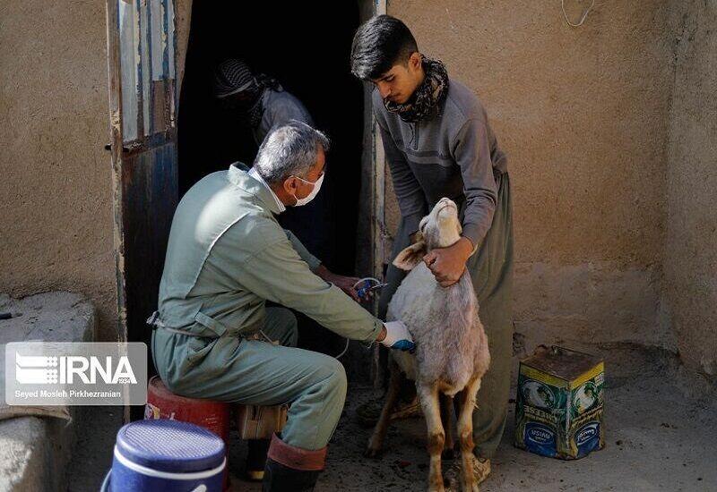 بیش از ۲۵ هزار راس دام در کردستان واکسینه شدند