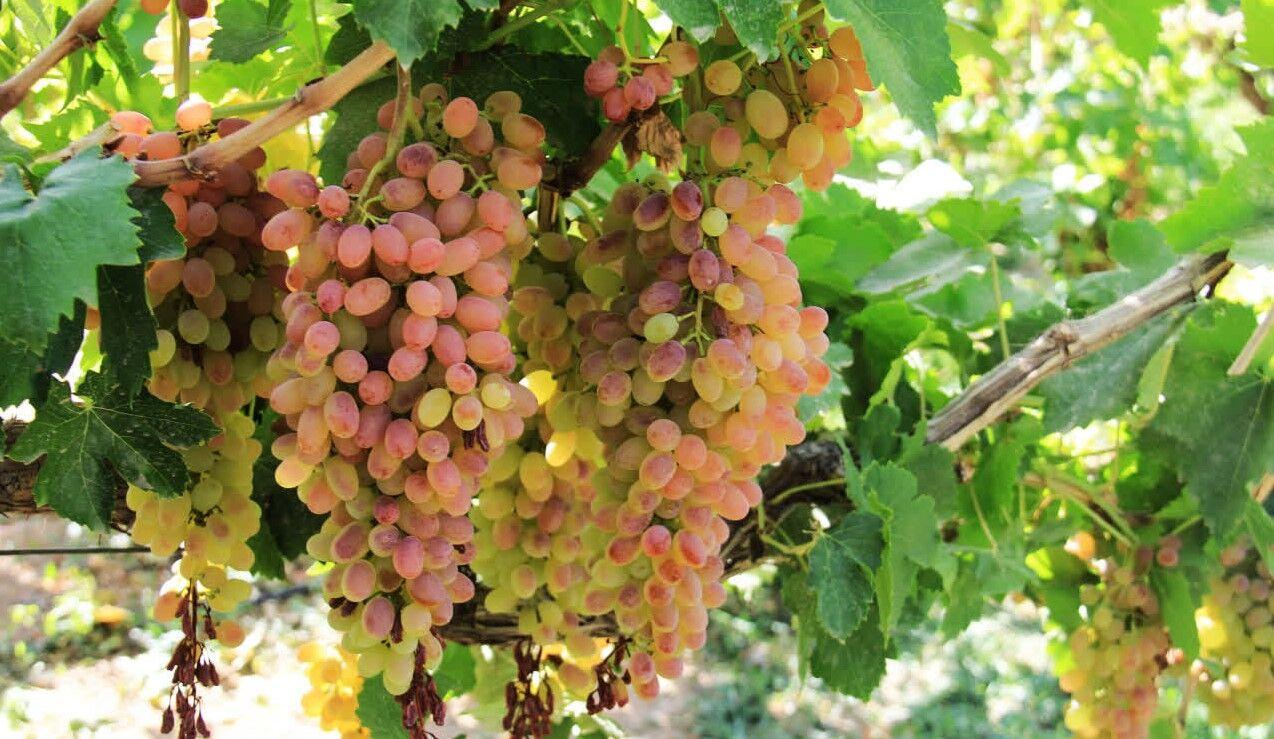 آغاز طرح اصلاح باغات انگور در چهارمحال و بختیاری