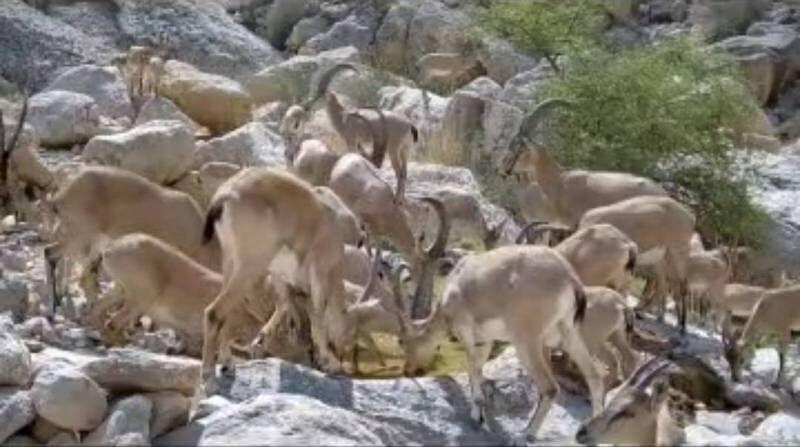 جدال با خشکسالی در مناطق حفاظت‌شده کهگیلویه و بویراحمد+فیلم