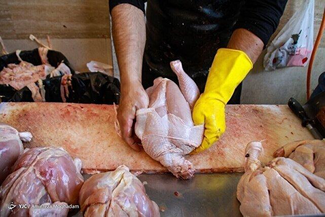 مرغ در سراشیبی قیمت؛ بازار مرغ کی متعادل می‌شود؟