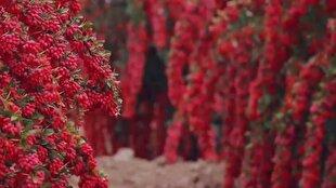 بیش از ۷۰ درصد اراضی زرشکی زیرکوه بارور است