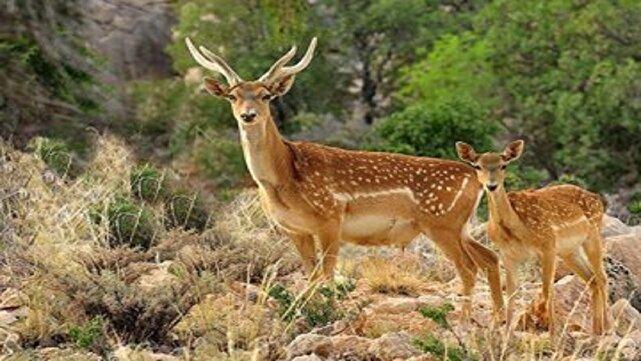 مشاهده و ثبت یک رأس گوزن زرد ایرانی در سایت فندقلو