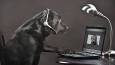 Scientists working on ‘animal internet’
