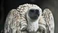 South African breeding program welcomes new baby vultures (PHOTOS, VIDEO)